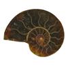 20.4ct Opalized Prehistoric Ammonite Jewelry Cut Half (GEM-22412)
