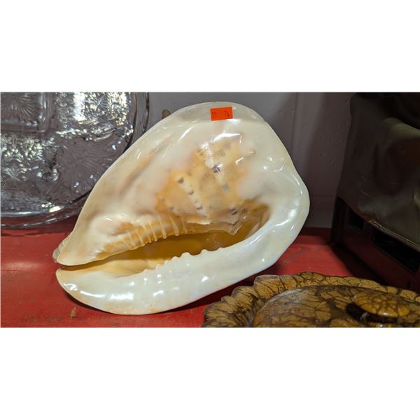 Queen Helmet Seashell Specimen - Cassis Madagascariensis