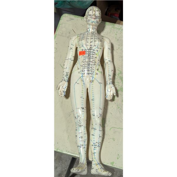 Chinese Acupuncture Meridian & Pressure Point Training Model