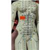 Image 2 : Chinese Acupuncture Meridian & Pressure Point Training Model
