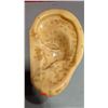 Image 1 : Acupuncture Ear Display Model