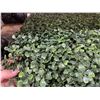 Image 4 : Artificial Boxwood Hedge Panels With Lights