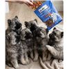 Image 1 : Ten Dogs Bac'n Strips 12 Pack Dog Treats
