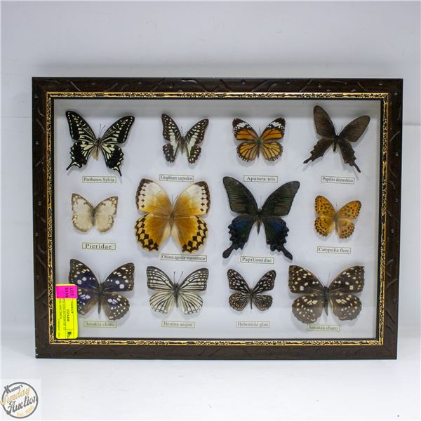 FRAMED COLLECTION OF 12 GENUINE SPECIMEN