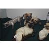 Image 7 : COLLECTION OF SIAMESE CAT FIGURINES (ROYAL DOULTON, BESWICK, GOEBEL, LIMOGES, ETC. (19 PCS)