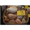 Image 1 : COLLECTION OF SEASHELLS (DOES NOT INCLUDE BASKET)