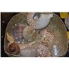 Image 2 : COLLECTION OF SEASHELLS (DOES NOT INCLUDE BASKET)