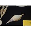 Image 4 : COLLECTION OF SHELL & MOTHER OF PEARL SERVING SPOON, NECKLACES & NATURAL SHELLS (6 PCS)