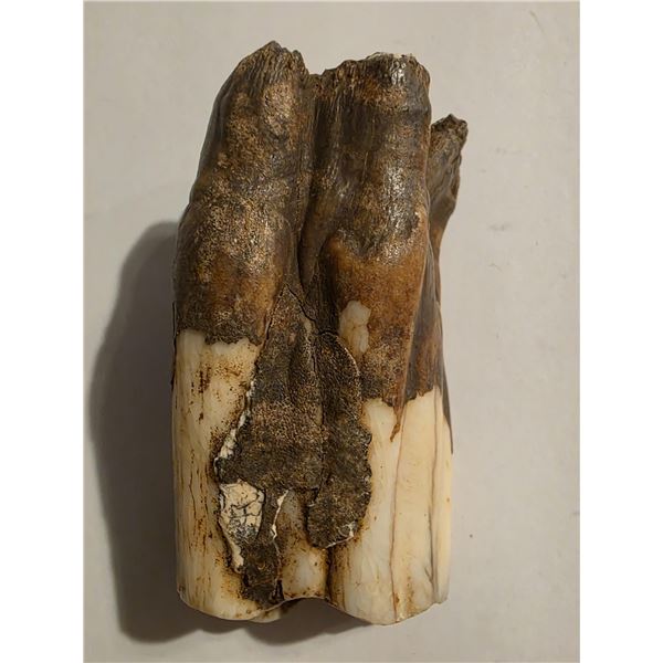 58.9 GRAMS FOSSILIZED BISON TOOTH SPECIMEN