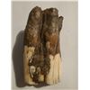 Image 1 : 58.9 GRAMS FOSSILIZED BISON TOOTH SPECIMEN