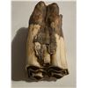 Image 3 : 58.9 GRAMS FOSSILIZED BISON TOOTH SPECIMEN