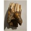 Image 4 : 58.9 GRAMS FOSSILIZED BISON TOOTH SPECIMEN