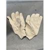 Image 1 : CASE OF COTTON CANVAS WORK GLOVES