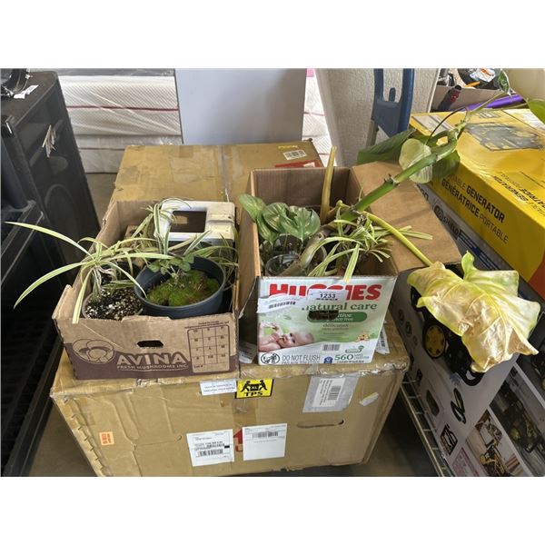 2 BOXES OF TROPICAL PLANTS, SPIDERS, DRAGON TAIL, BLACKBERRY ETC