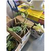 Image 2 : 2 BOXES OF TROPICAL PLANTS, SPIDERS, DRAGON TAIL, BLACKBERRY ETC