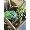 Image 3 : 2 BOXES OF TROPICAL PLANTS, SPIDERS, DRAGON TAIL, BLACKBERRY ETC