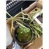Image 5 : 2 BOXES OF TROPICAL PLANTS, SPIDERS, DRAGON TAIL, BLACKBERRY ETC