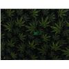 Image 2 : UNCLAIMED STORAGE:  DOUBLE SIZE WEED BLANKET