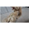 Image 5 : Vintage Lehmann Skippy the Bushytail Pup Wind-Up Mechanical Plush Bee-Stung Dog Toy, Working