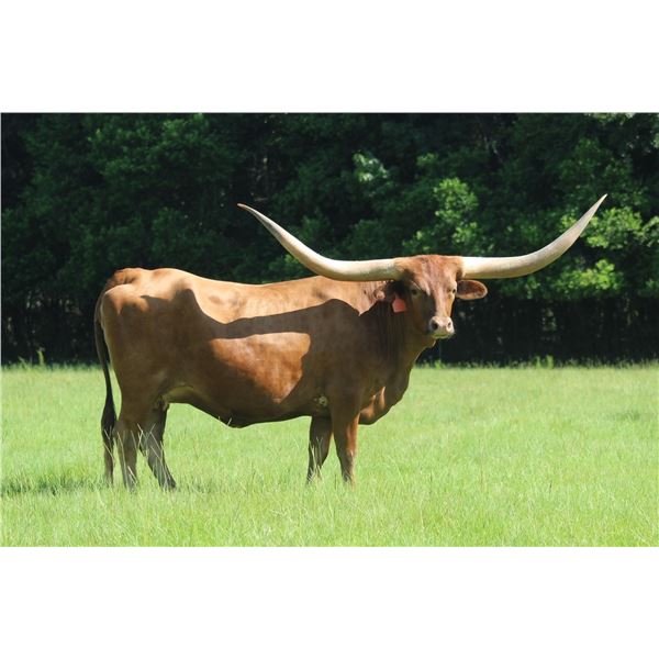 HBR Clarabelle
