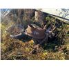 Image 3 : Large scrap pile
