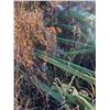 Image 2 : JD 6 btm plow, no coulters