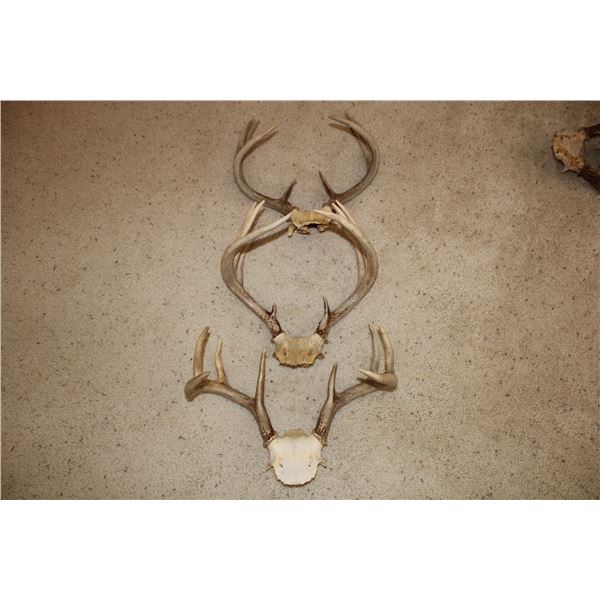 Whitetail Deer Antler Bundle - 3 sets  (D53)