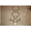 Image 1 : Whitetail Deer Antler Bundle - 3 sets  (D53)