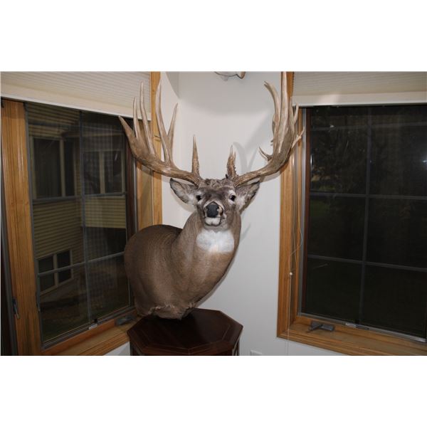 Whitetail Deer – Pedestal  (053)