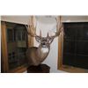 Image 1 : Whitetail Deer – Pedestal  (053)