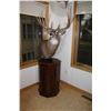 Image 2 : Whitetail Deer – Pedestal  (053)