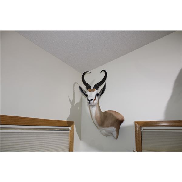 Common Springbok (031)