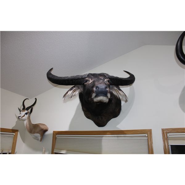 Asiatic Buffalo – Australia