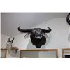 Image 1 : Asiatic Buffalo – Australia