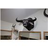 Image 2 : Asiatic Buffalo – Australia