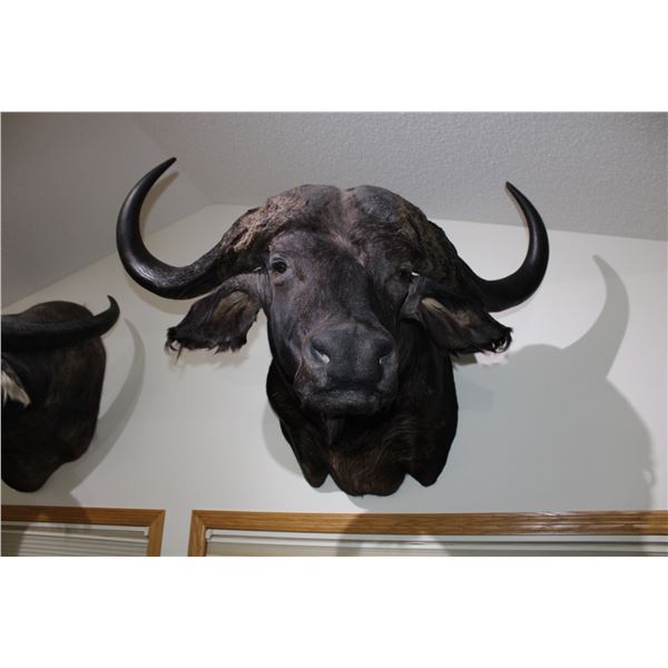Cape Buffalo
