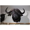Image 1 : Cape Buffalo
