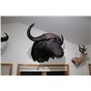 Image 2 : Cape Buffalo