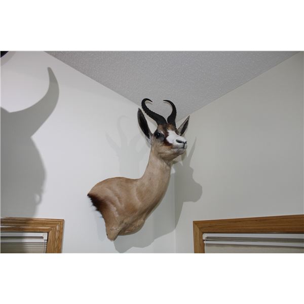 Copper Springbok (015)