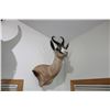 Image 1 : Copper Springbok (015)
