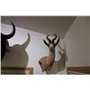 Image 2 : Copper Springbok (015)