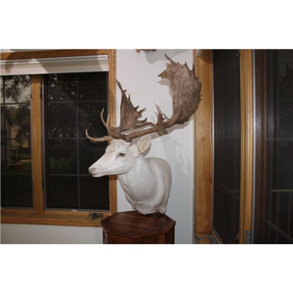 White Fallow Deer – Pedestal (033)