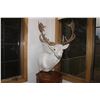 Image 3 : White Fallow Deer – Pedestal (033)