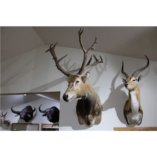 Père David Deer