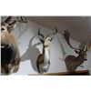 Image 1 : Red Lechwe