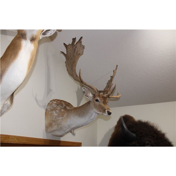 Fallow Deer (016)