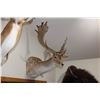 Image 1 : Fallow Deer (016)