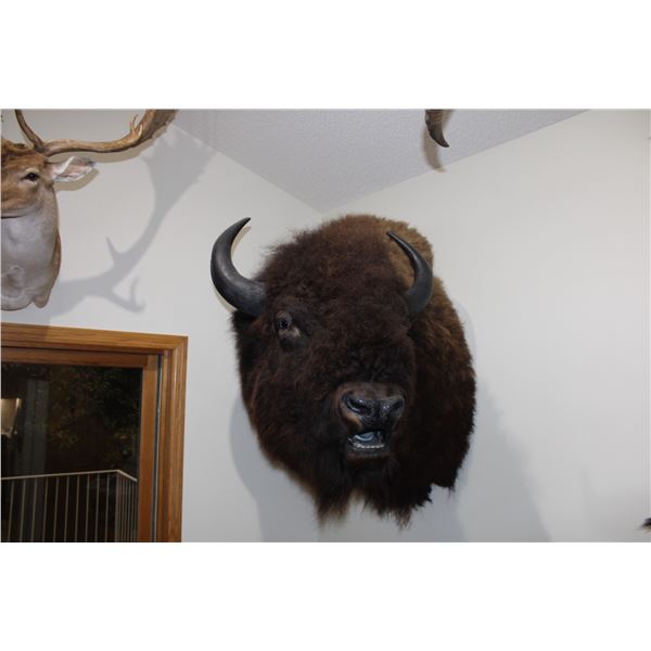 American Bison (Shoulder mount)
