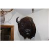 Image 1 : American Bison (Shoulder mount)