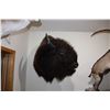 Image 2 : American Bison (Shoulder mount)